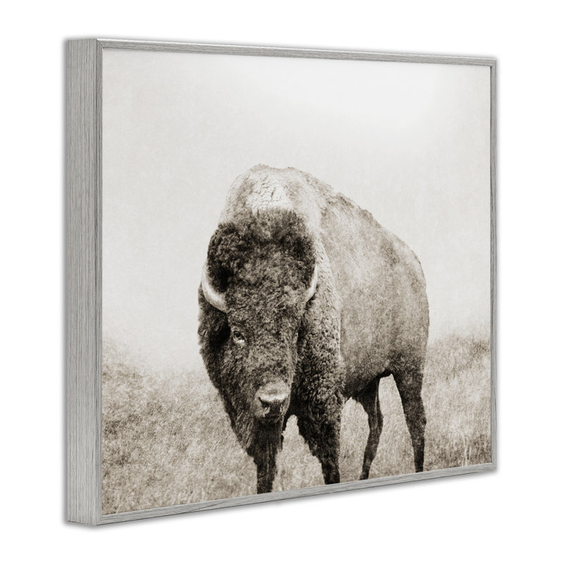 «Bison Distress Portrait», estampe numérique encadrée par Dan Meneely, H 24 po x l 30 po, Estampe numérique Farmhouse