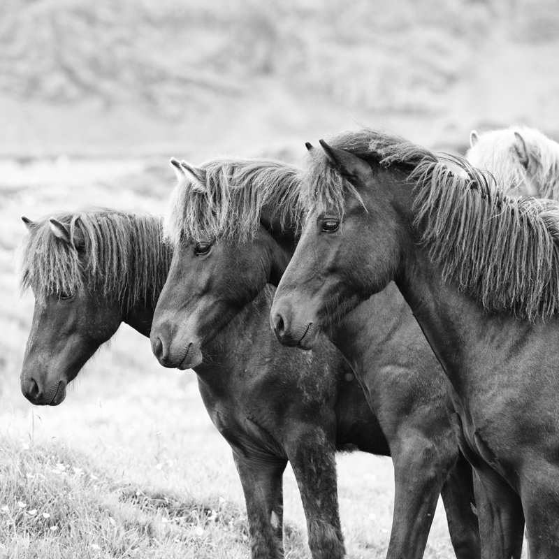 «B & W Horses X» par PHBurchett - reproduction de photo sur toile tendue, H 20 po x l 20 po x P 1,25 po, Toile tendue