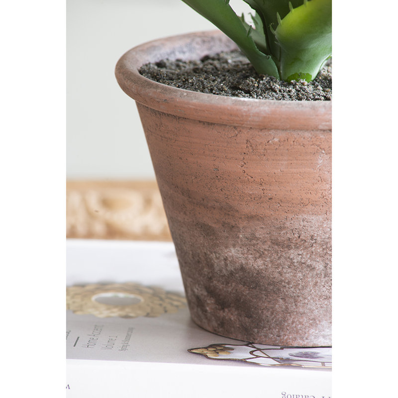 Prince succulent en pot