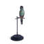 Hooded Parrot