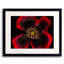 Papaver Somniferum Print by Harold Davis-65779945-132539048