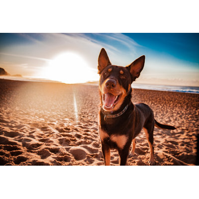 Sunrise Walkies by Luke Yates - Wrapped Canvas Print
