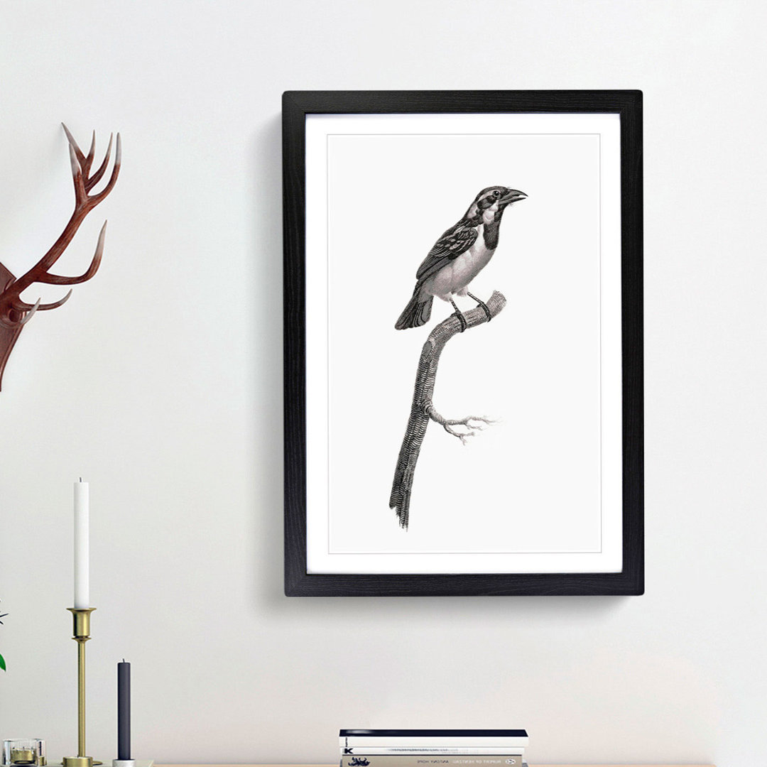 Black-Throated Sparrow Bird by Jacques Barraband - Picture Frame Painting Print