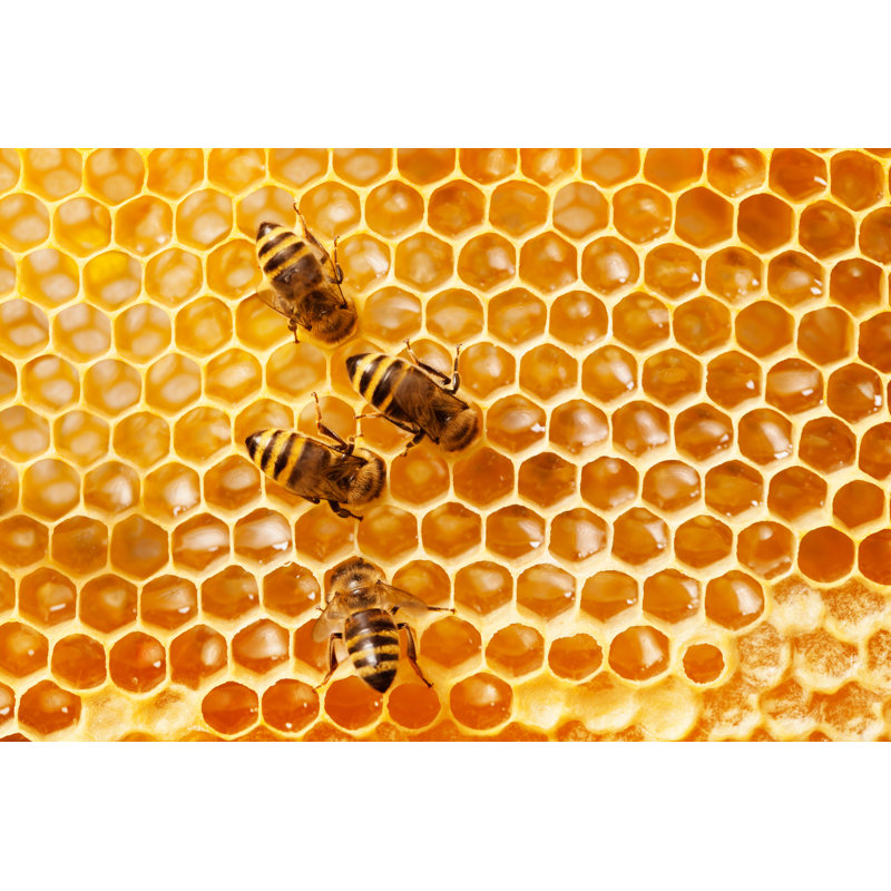Bees On A Honeycomb - Wrapped Canvas Print, 30cm H x 46cm W x 3.8cm D