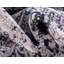 Tapis transitionnel Gaastra couleur forêt-339094598