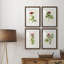 Pretty Pink Botanicals II - ensemble de 4 reproductions de cadres photo-1342891406-1342891407