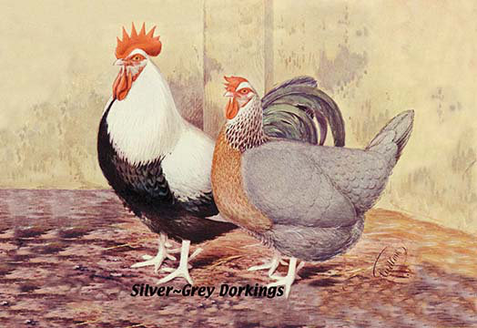 « silver-gris dorkings », reproduction d’art
