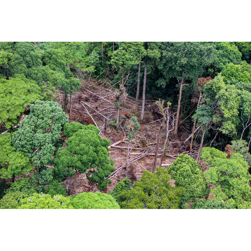 Forêt tropicale - photographie sur toile tendue, L 12 po x H 8 po