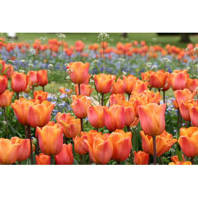 Tulips - Wrapped Canvas Print