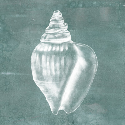 Solitary Shell II by Jennifer Goldberger - Wrapped Canvas Painting