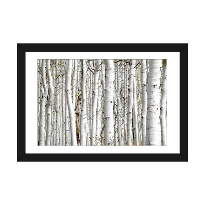 " Birch Wood " by PhotoINC Studio