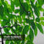 Rideau de douche Green Leaf-1337571502