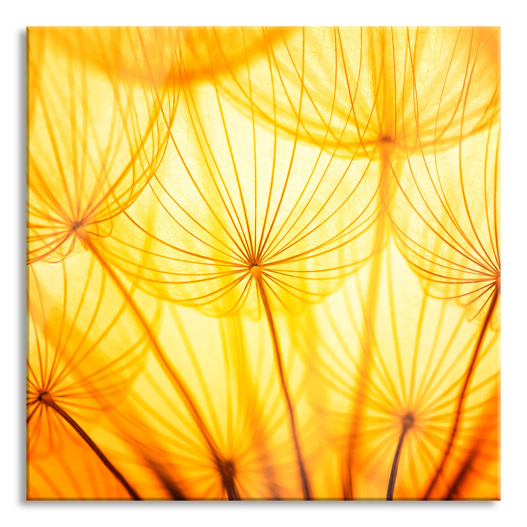 Glasbild Pusteblumen Oranges Licht