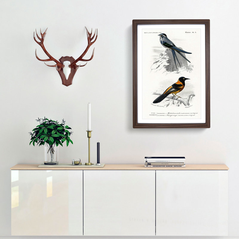 Bird Illustrations PL. 3 by Charles d Orbigny - Framed Print, Walnut Framed, 63cm H x 45cm W x 2cm D