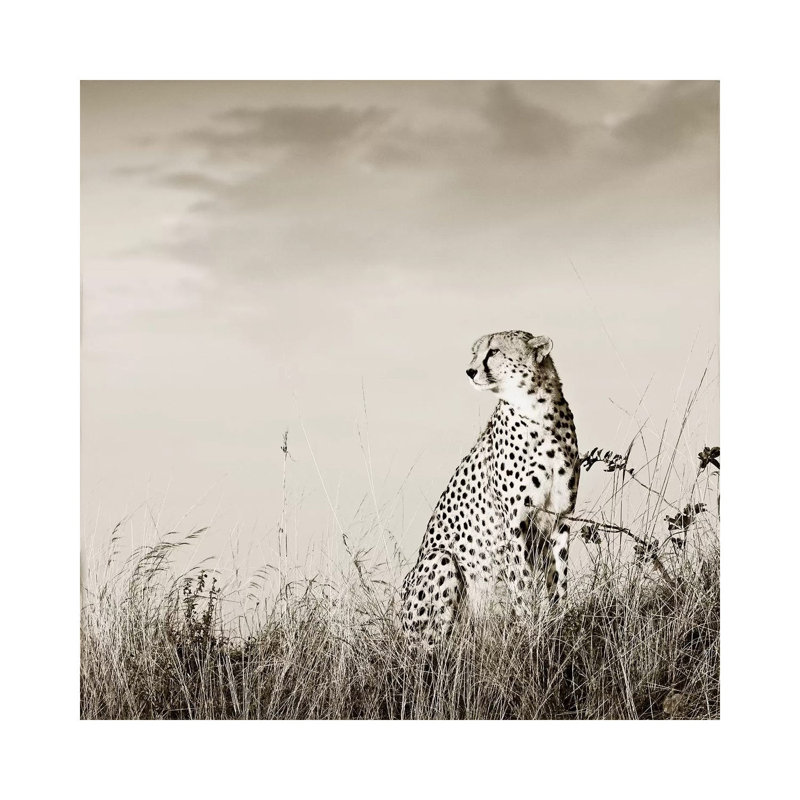 Solitary Cheetah 1 Piece Wrapped Canvas Wall Art, 30.48 cm H x 30.48 cm W
