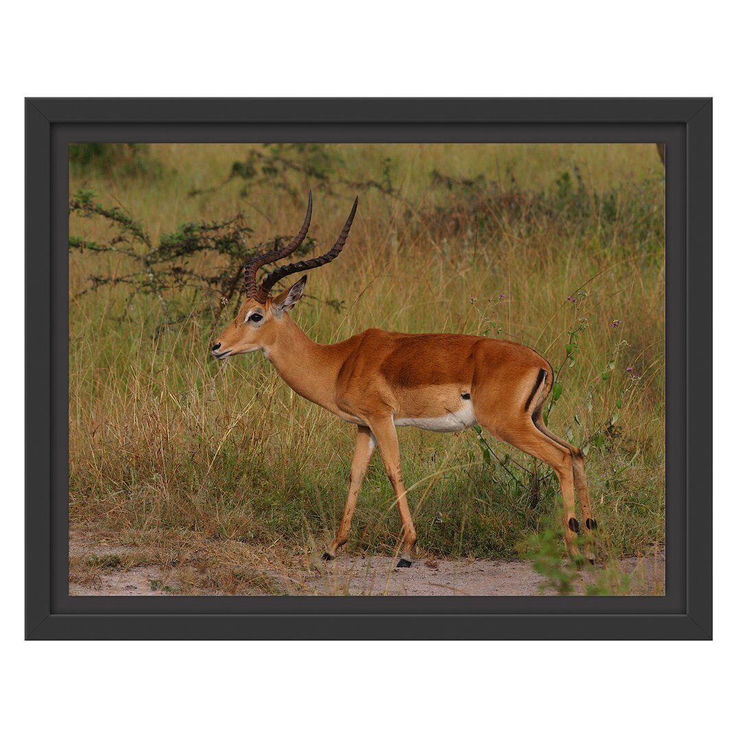 Gerahmtes Wandbild Dorkasgazelle in der Savanne