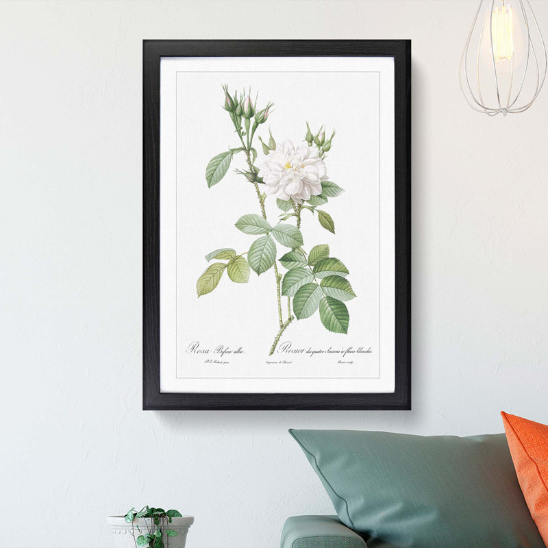 Autumn Damask Rose by Pierre-Joseph Redoute - Single Picture Frame Painting, 33cm H x 24cm W x 2cm D, Black Framed