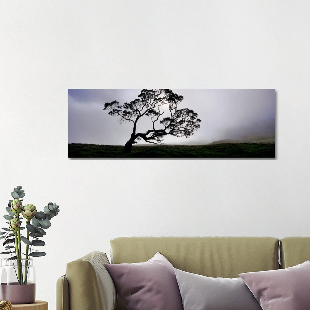 Silhouette Of A Koa Tree, Mauna Kea, Kamuela, Big Island, Hawaii, USA - Wrapped Canvas Panoramic Print