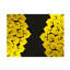 Gold Leaves Black Lacquer Placemat