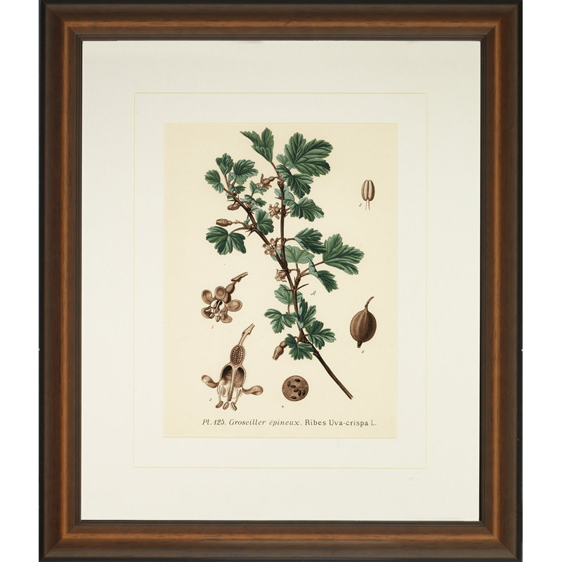 Verde Tinted Botanical IV Print