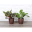 Live Prayer Plant Set in Classic Pots-78391161