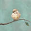 Baby Bird I Painting by Beverly Fuller-26928954-26928949