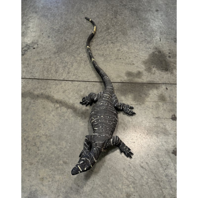 Lace Monitor Life Size Statue