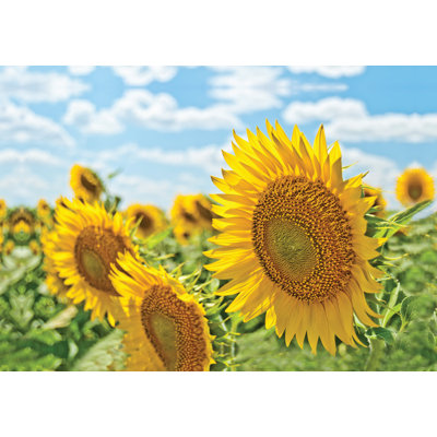Up Closunflower - Photograph Print