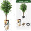 75 plantes-97992049