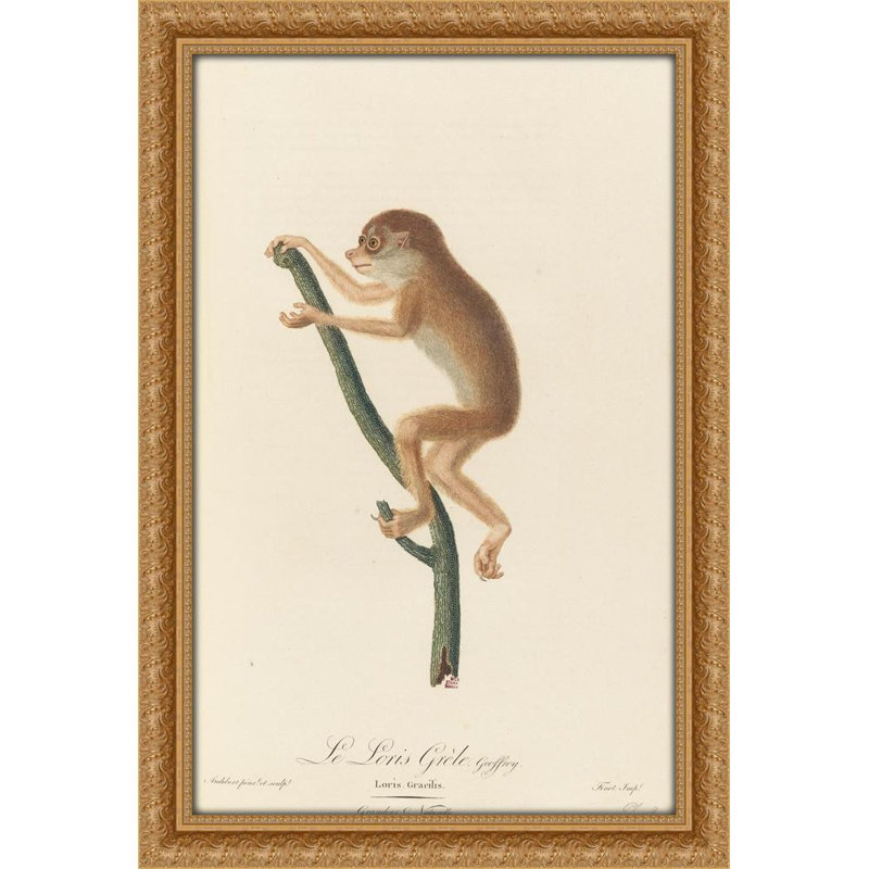 Le Loris grele (1797), 32" H x 23" W