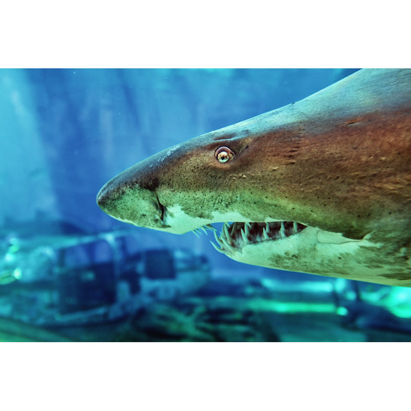 Ragged Tooth Shark - Wrapped Canvas Print, 20cm H x 30cm W