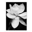 «Magnolia», reproduction de photo sur toile tendue-1165091982