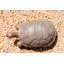 Statue de jardin tortue