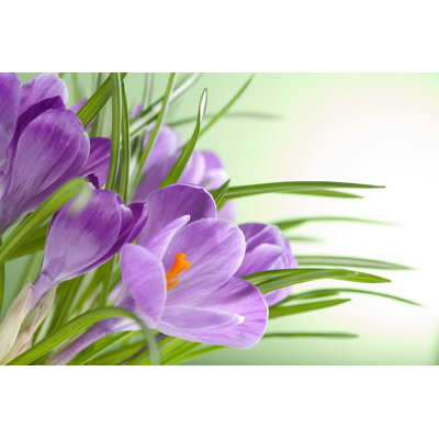 " Crocus Flowers " by Olgamiltsova