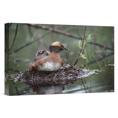 " Horned Grebe On Nest With Three Chicks On Its Back, Alaska "