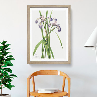 Blueflag Iris by Mary Vaux Walcott - Picture Frame Painting