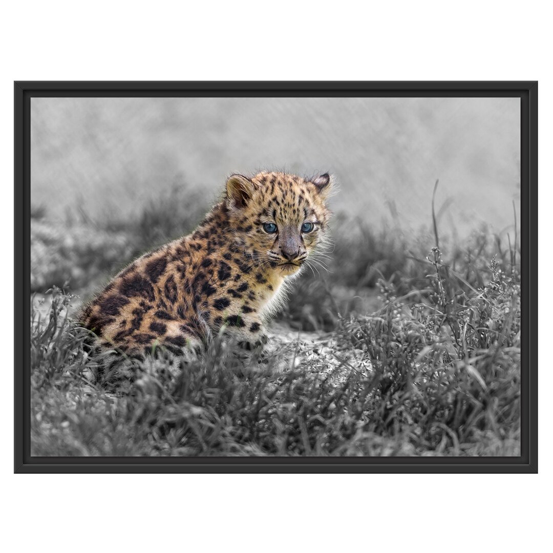 Gerahmter Fotodruck Junger Leopard im Gras