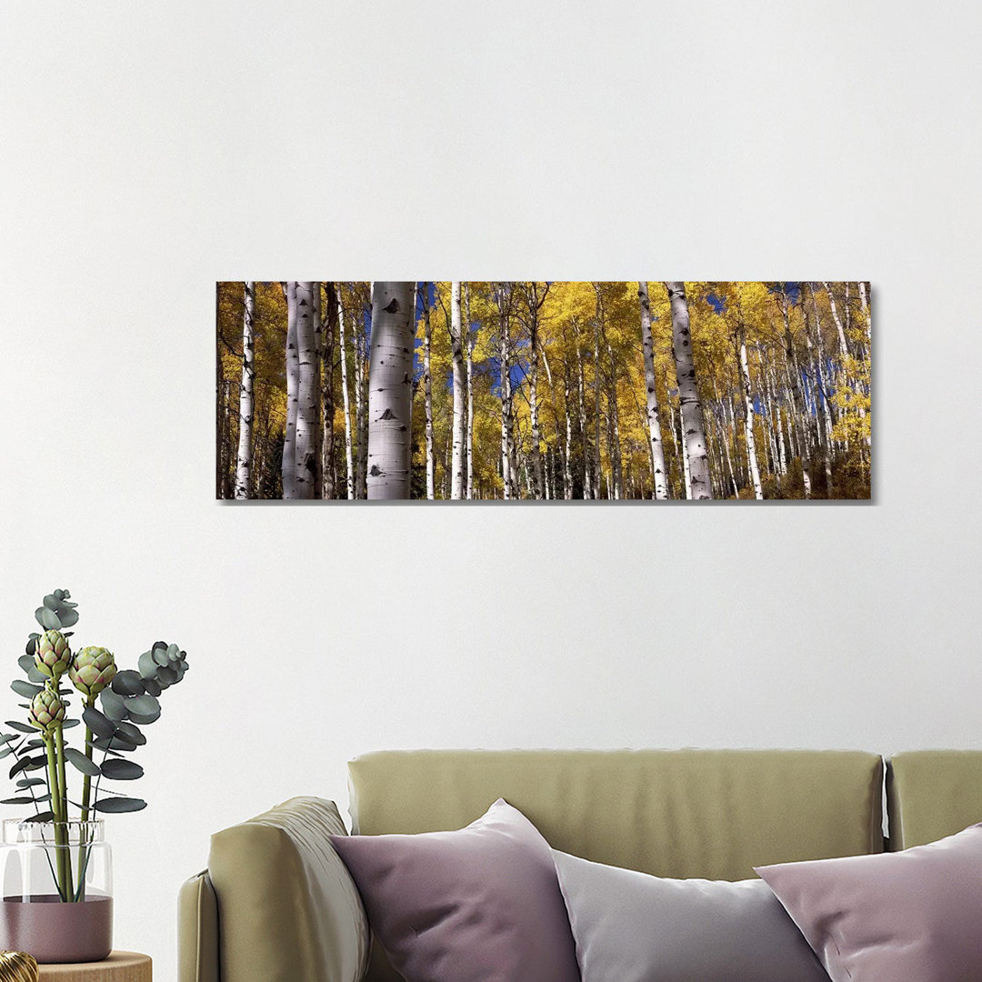 Forest, Grand Teton National Park, Teton County, Wyoming, USA - Wrapped Canvas Panoramic Print