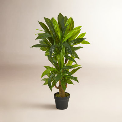 Faux Dracaena Plant in Pot Liner