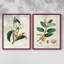 Reproduction encadrée Turpin Tropical Botanicals IX-Premium - prête à être accrochée-1420657864-1420657867