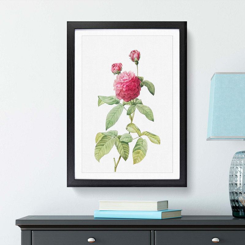 Pink Agatha Rose by Pierre-Joseph Redoute - Picture Frame Painting Print, 36cm H x 27cm W x 2cm D, Black Framed