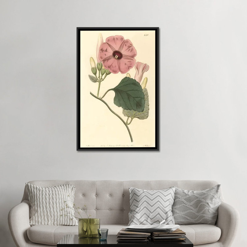 « ipomea jalapa », impression sur toile, H 26 po x l 18 po x P 1,5 po, Toile avec cadre noir, Pas de tapis