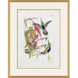 Hummingbirds Print by John Gould