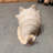 Bethina Helmet Shell Life Size Statue