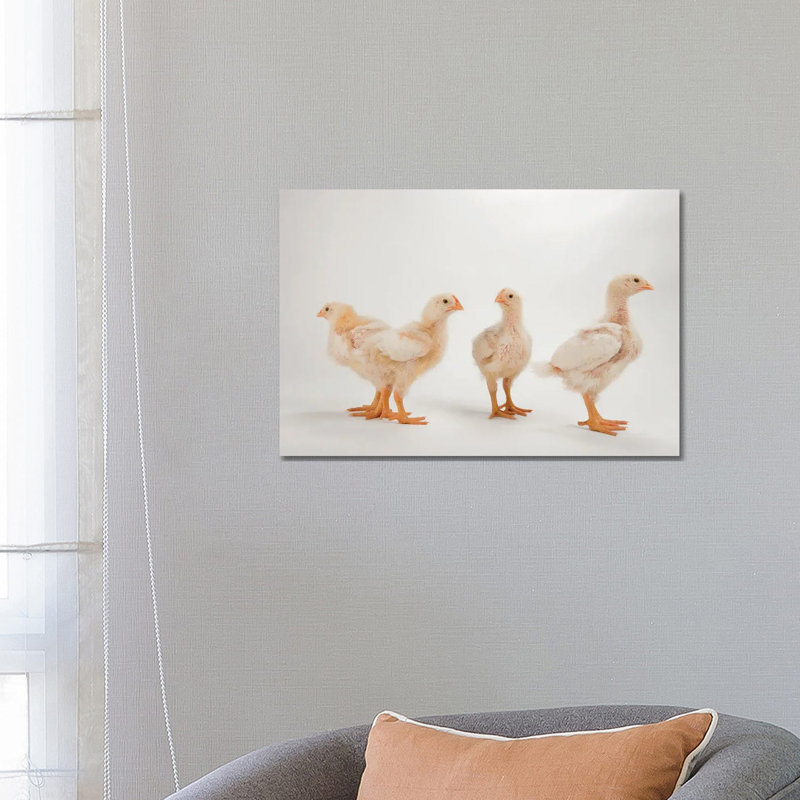 A Studio Portrait Of A Brood Of Cornish Chicks 1 Piece Wrapped Canvas Wall Art