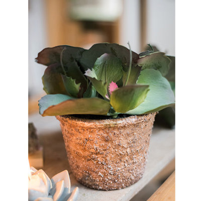 Plante succulent en pot gigantea