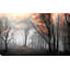 Autumn Woods I par - photographie-1434986064-1434986065