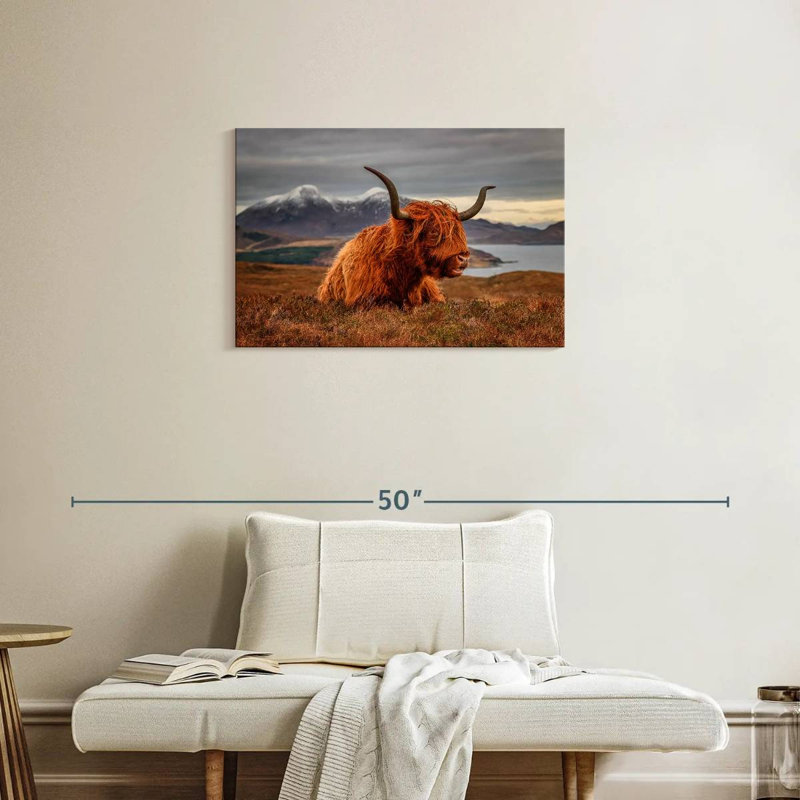 Vache Highland sentant le vent, H 20 po x l 30 po