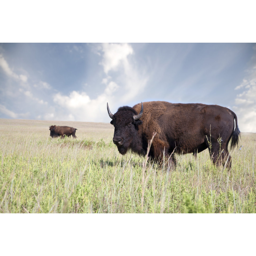 Buffalo Ein amerikanischer Bison von Codygraphy - Kunstdrucke auf Leinwand