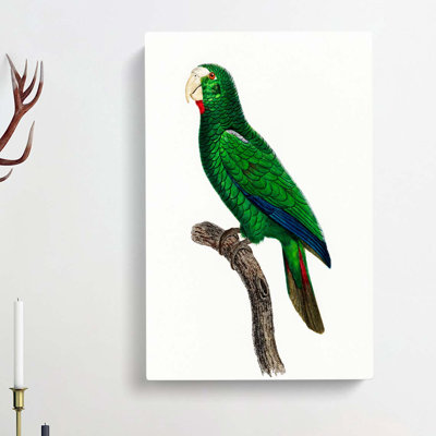 Cuban Amazon Parrot by Elizabeth Gould - Wrapped Canvas Painting